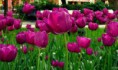 /album/tulipany1/a11-jpg1/